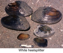 clams-heelsplitter1