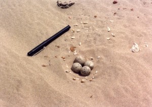 Plover nest and eggs 259