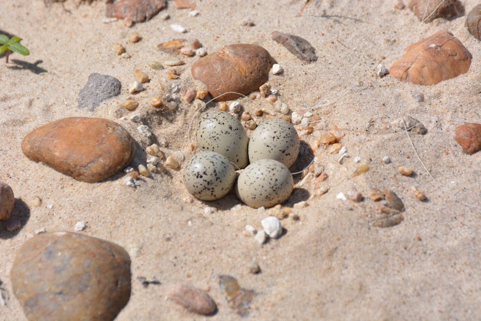 Plover eggs in a nest, a small scrape in the sand, exhibit the camouflage that provides protection. Photo by Dillon Schroeder.