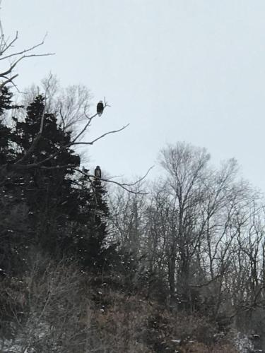 Eagles near J-2
