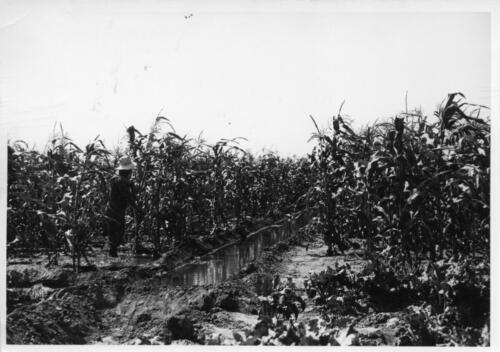 irrigated crops