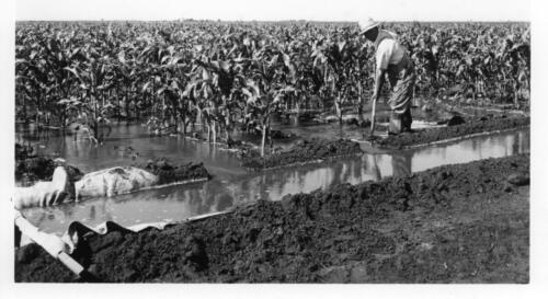 farmer irrigating crops